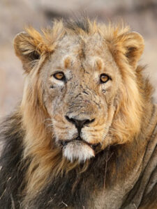 ASIATIC LION -gir national park photos